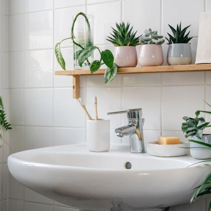 Aloe Vera for Healing for French Bathroom Plants