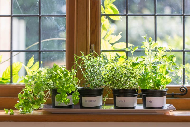 Basil for Aromatic Freshness for French Bathroom Plants