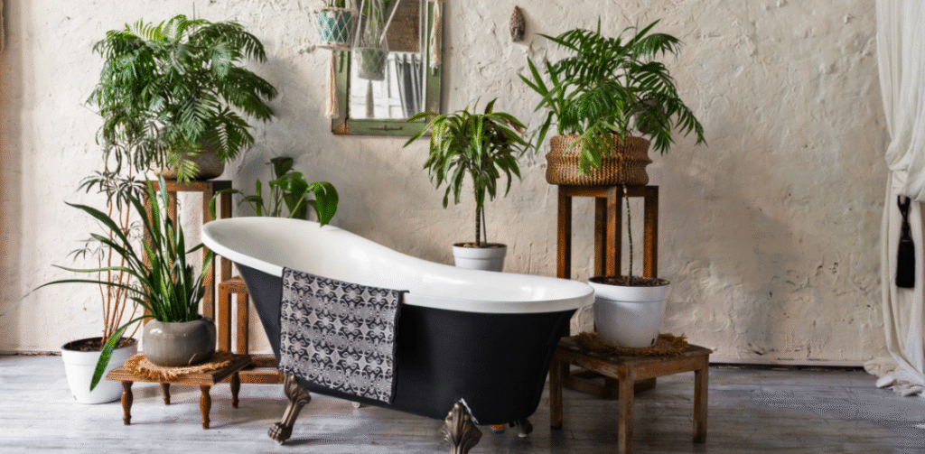 Dracaena for Dramatic Height in French Bathroom Plants