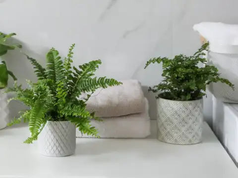 Ferns for Humidity in French Bathroom Plants