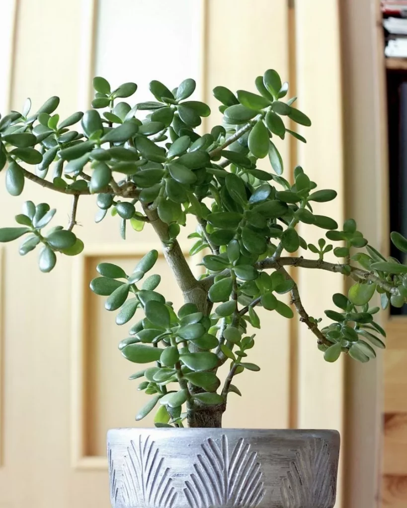 Jade Plant for Good Fortune in French Bathroom Plants