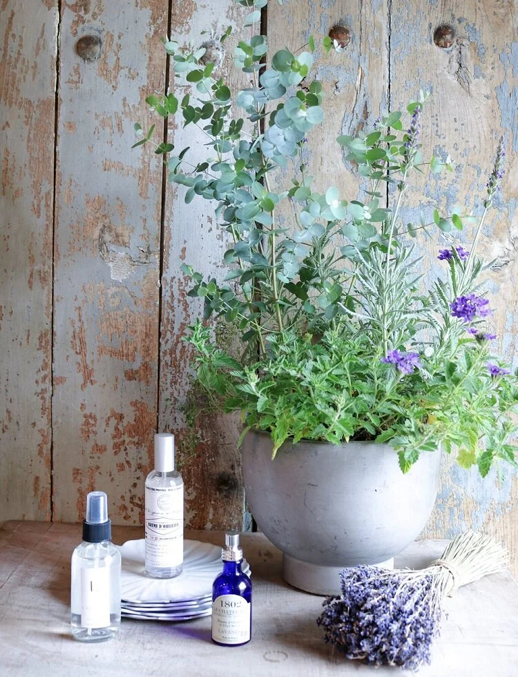 Lavender for Relaxation in French Bathroom Plants