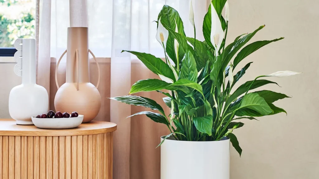 Peace Lily for Elegance for French Bathroom Plants