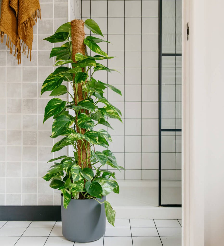 Pothos for Easy Care for French Bathroom Plants