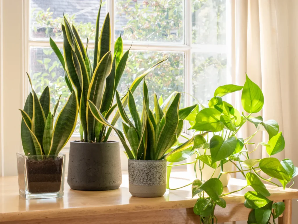 Snake Plant for Air Purification for French Bathroom Plants