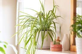 Spider Plant for Aesthetic Appeal in French Bathroom Plants